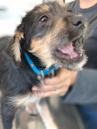 Veterinaria Tamara Mónaco — Villa Urquiza