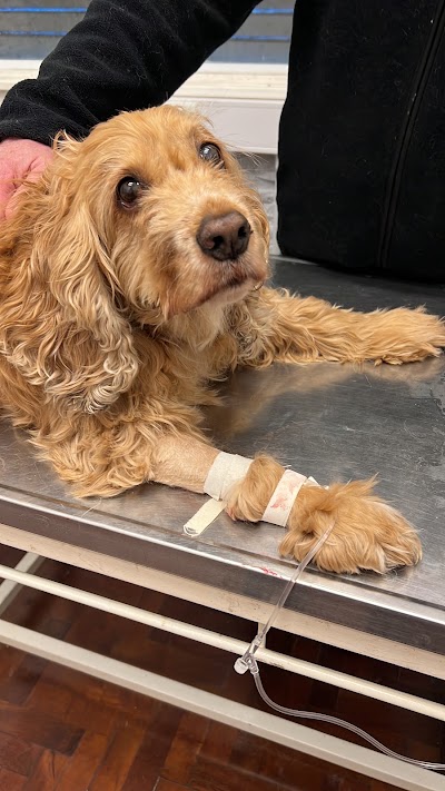 Clínica Veterinaria Intermascota — Saavedra