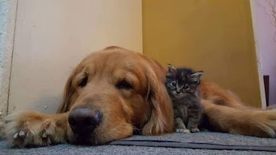 Mirkomania PetShop feat Azul Veterinaria — La Boca