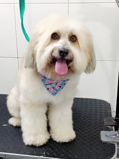 Veterinaria Petshopping. Homeopatia . Peluqueria Canina. — Retiro