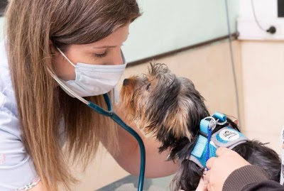 Avi Atención Integral Veterinaria — Saavedra