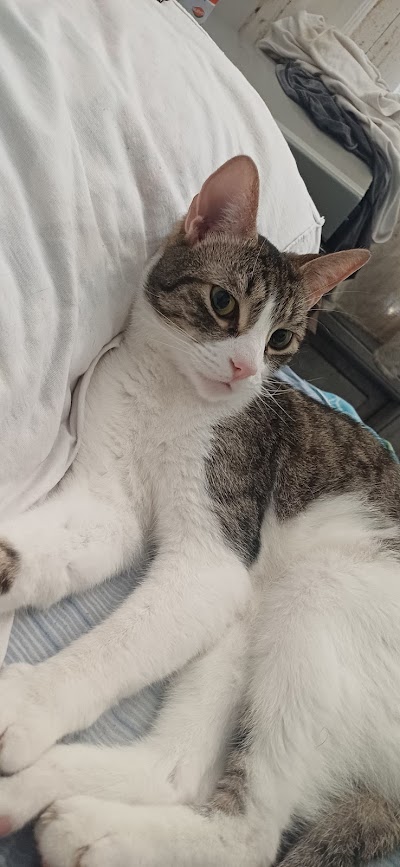 VETERINARIA PASQUINELLI ENRIQUE — San Cristóbal