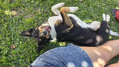 Campamento Perruno — Balvanera