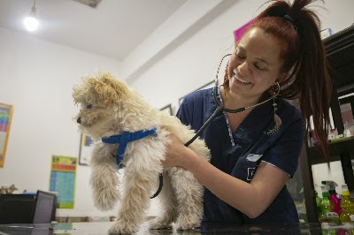 Veterinaria y Pet Shop "Los Canarios de Balvanera" - Asociación Argentina de Canaricultura Roller — Balvanera