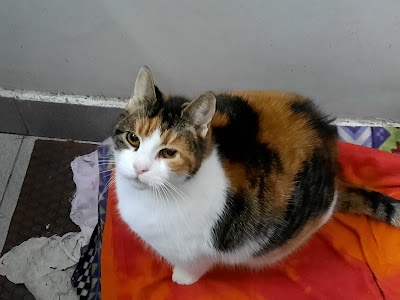 CONSULTORIO VETERINARIO DRAS. PATRICIA MAZZIA-GRACIELA ANTONIO — Nueva Pompeya