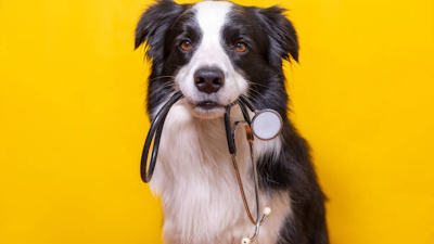 Vet Care — Belgrano