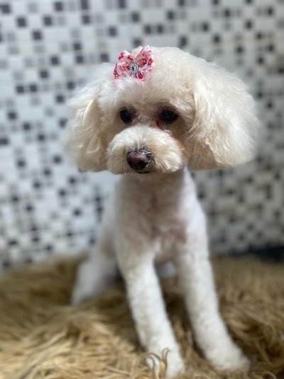 MYDOG PELUQUERIA CANINA — Villa Urquiza