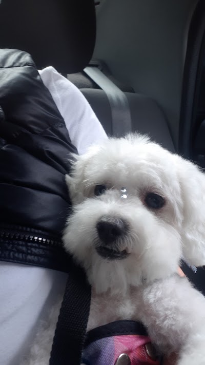 Pet Shop Caninos — Caballito