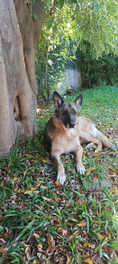 Veterinaria Cramer — Saavedra