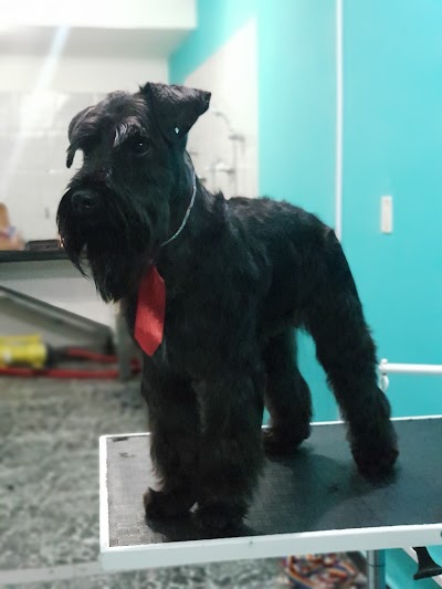 Pet Friendly — Villa Crespo