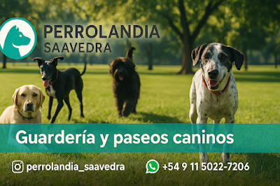Perrolandia Saavedra — Saavedra