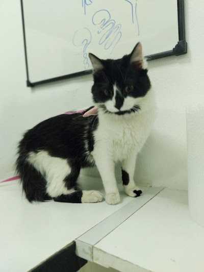 S&B - Veterinaria Felina Especialista En Gatos — Palermo
