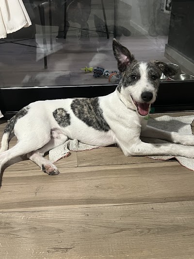 VETERINARIA BABY'S — Parque Chacabuco