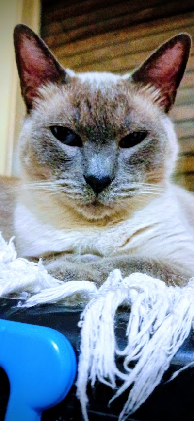 Clínica Veterinaria Dr. Pablo — Saavedra